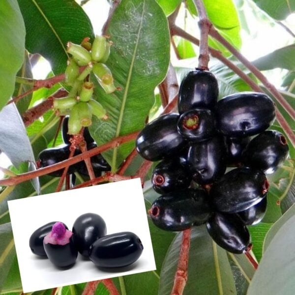 Thai Black Jamun Grafted Live Fruit Plant(Height1.5-3Feet)