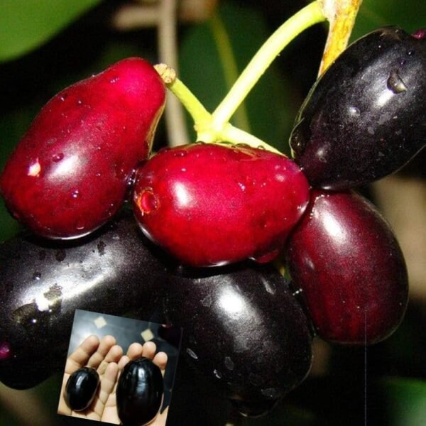 Thai KG 10 Jamun/Thai King Sweetheart Grafted Live Fruit Plant(Height1.5-3Feet)