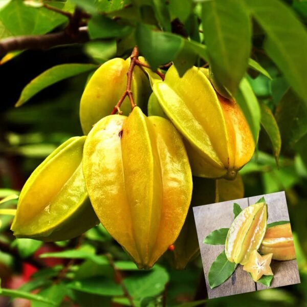 Star Fruit All Time Kamranga/Kamrakh Grafted Live Fruit Plant(Height1.5-3Feet)