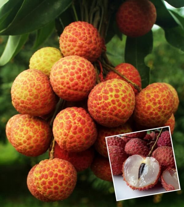 Chaina 3 Litchi Alligator Strawberry Grafted Live Fruit Plant(Height1.5-3Feet)