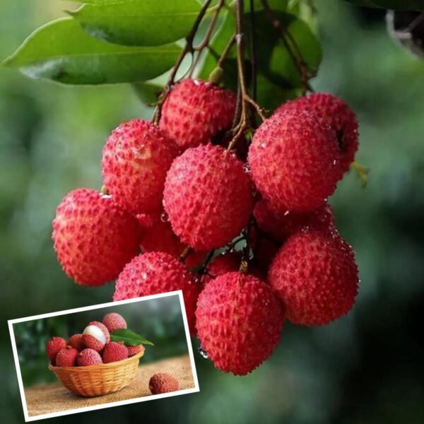 Bombai Litchi Grafted live Fruit Plant(Height1.5-3Feet)