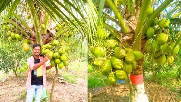 Gangabardhan Coconut Grafted Fruit Plant(Height 1.5-3 Feet) - Image 3