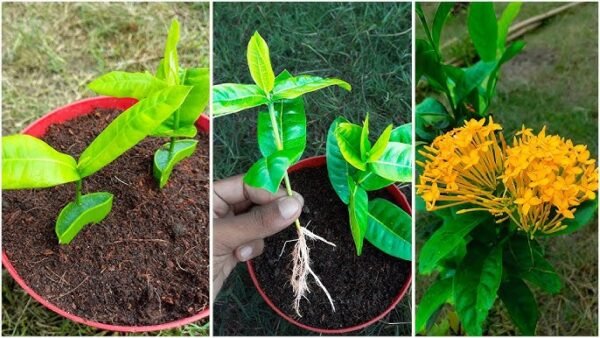 Yellow Rangan Golden Glow Ixora Rugmini Flower Live Plant(Height1.5-3 Feet) - Image 2