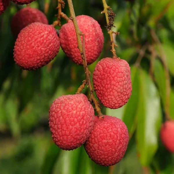 Bombai Litchi Grafted live Fruit Plant(Height1.5-3Feet) - Image 3
