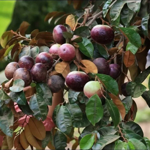 Milk Fruit Star Apple Grafted Live Fruit Plant(Height1.5-3Feet) - Image 3
