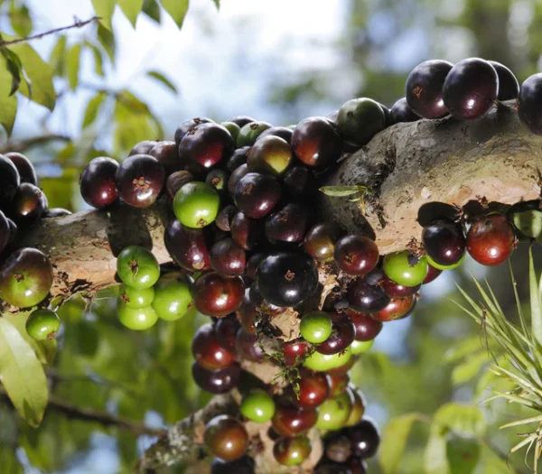 Jaboticaba Grafted Live Fruit Plant(Height1.5-3Feet) - Image 3