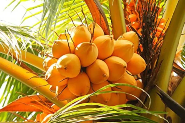 Keralian Yellow Dwarf Coconut Live Fruit Plant(Height 1.5-3 Feet) - Image 4