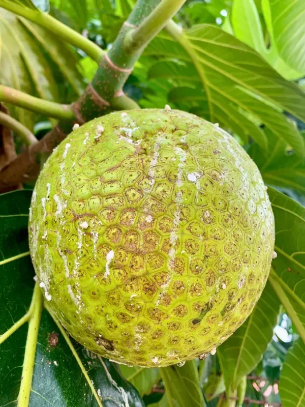 Bread Fruit/Bakri Chajhar Live Fruit Plant (Height 1.5-3 Feet) - Image 4