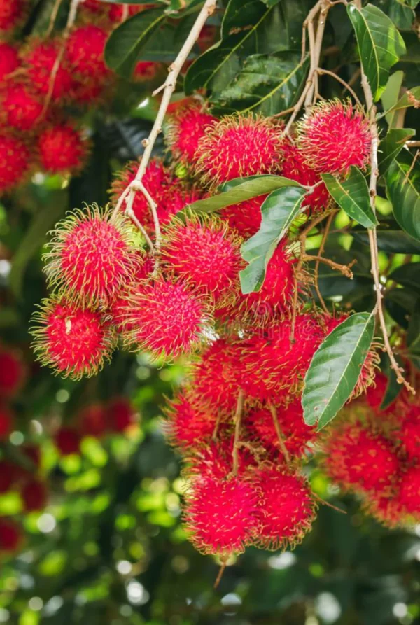 Rambutan Seedling Live Fruit Plant (Height: 1–2 Feet) - Image 2