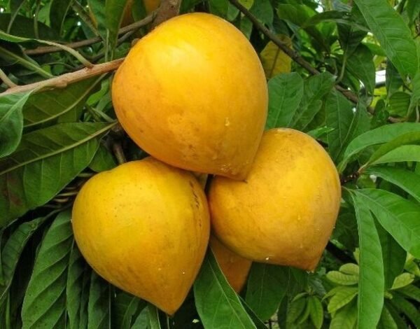 Egg Fruit Pouteria Campechiana Grafted Live Fruit Plant(Height1.5-3Feet) - Image 3