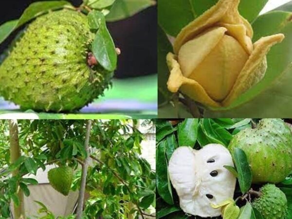 Corossol Soursop Phal/Graviola Annona Muricata Live Fruit Plant(Height1.5-3Feet)