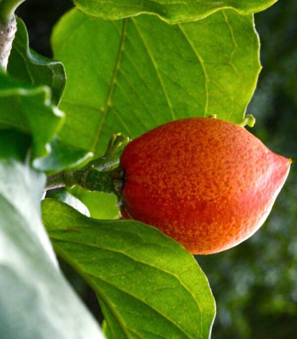Peanut Butter/Bunchosia Glandulifera Live Fruit Plant(Height1.5-3Feet) - Image 3