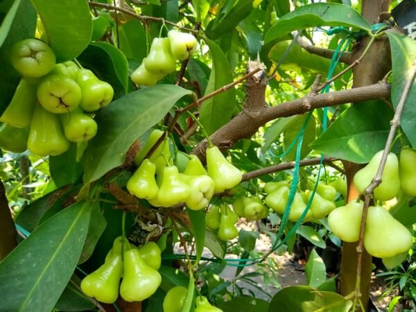 Green Water Apple/ Java Wax Jamrul-Sweet Grafted Live Fruit Plant(Height 1.5-3 Feet ) - Image 3
