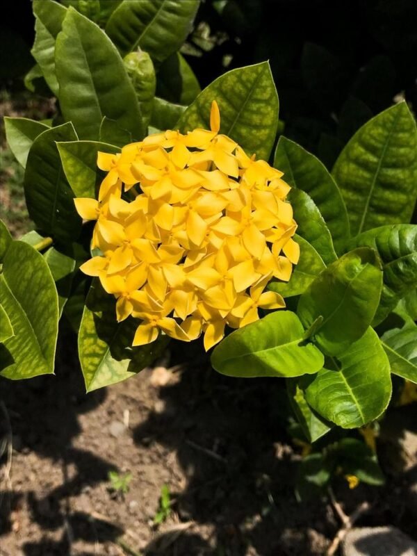 Yellow Rangan Golden Glow Ixora Rugmini Flower Live Plant(Height1.5-3 Feet)
