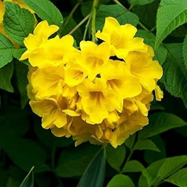 Yellow Tecoma Bignonia Grafted Live Flower Plant(Height1.5-3Feet) - Image 2