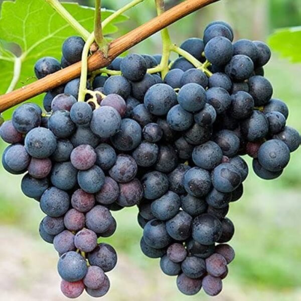 Black Grapes Kala Angoor Grafted Live Fruit Plant(Height1.5-3Feet)