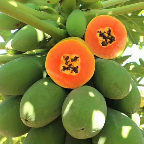 Red Lady Papaya Grafted Live Fruit Plant(Height1.5-3Feet)