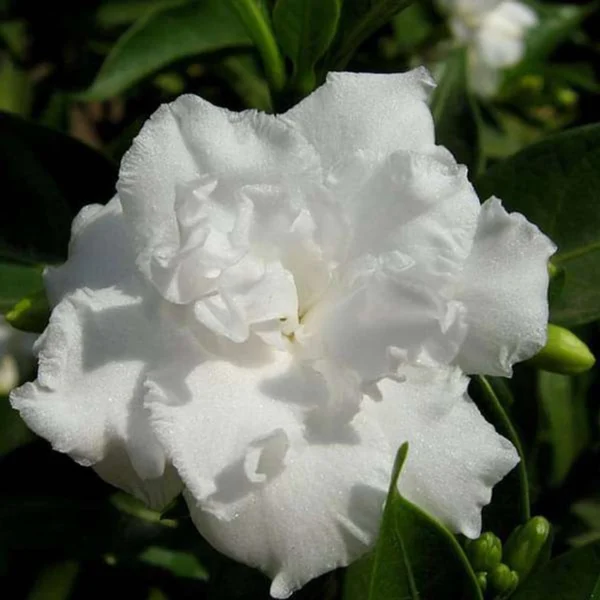 Double Tagar Chandni Grafted Live Flower Plant(Height1.5-3Feet) - Image 2