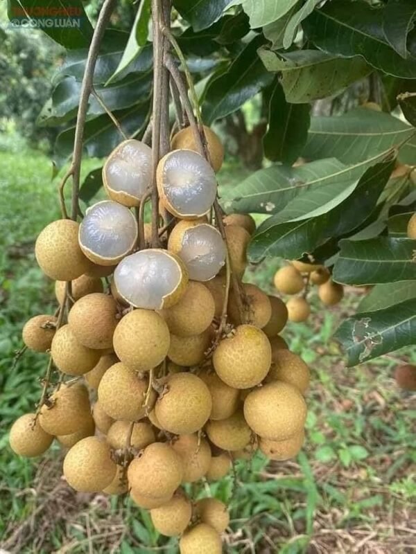 Ping Pong Longan Grafted Live Fruit Plant(Height1.5-3Feet)
