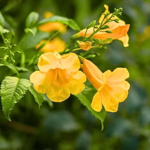 Yellow Tecoma Bignonia Grafted Live Flower Plant(Height1.5-3Feet)