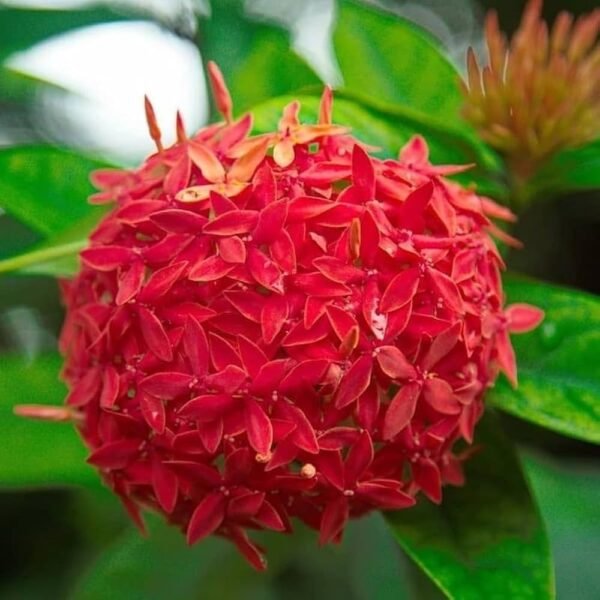 Red Rangan  Ixora Coccinea Rukmini Grafted Live Flower Plant(Height1.5-3Feet) - Image 3