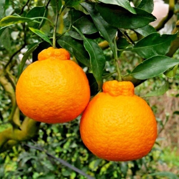 Dekopon Orange Grafted Live Fruit Plant(Height1.5-3Feet)
