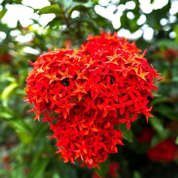 Red Rangan  Ixora Coccinea Rukmini Grafted Live Flower Plant(Height1.5-3Feet)