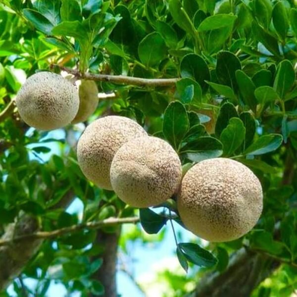 Wood Apple Koth Bel Grafted Live Fruit Plant(Height1.5-3Feet) - Image 2