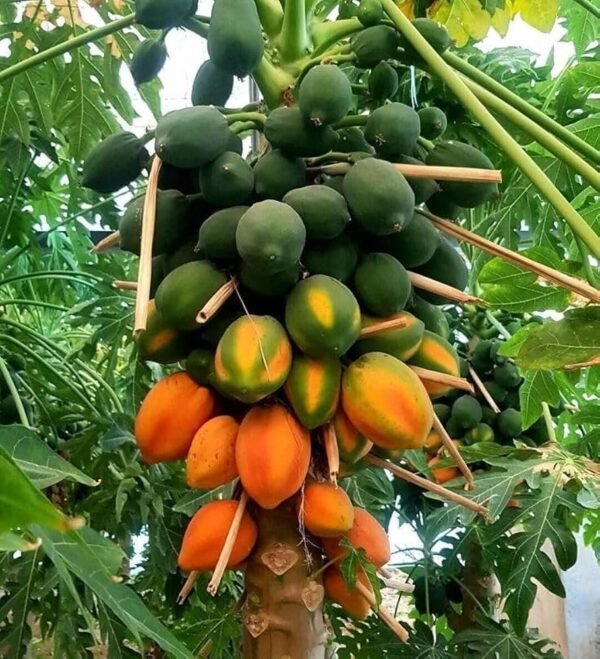 Red Lady Papaya Grafted Live Fruit Plant(Height1.5-3Feet) - Image 2