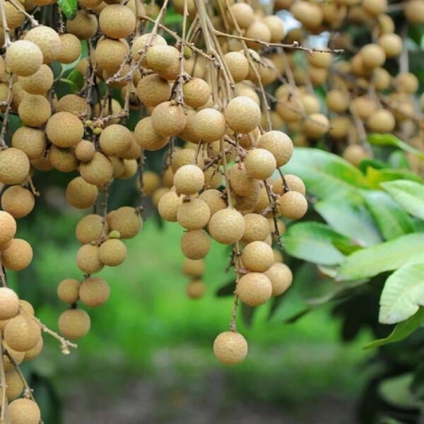Ping Pong Longan Grafted Live Fruit Plant(Height1.5-3Feet) - Image 2