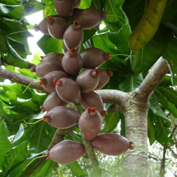 Baringtonia Edulis Cut Nut Grafted Live Fruit Plant(Height1.5-3Feet) - Image 2