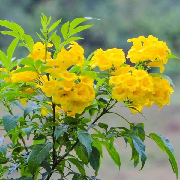 Yellow Tecoma Bignonia Grafted Live Flower Plant(Height1.5-3Feet) - Image 3