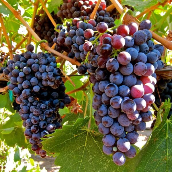 Black Grapes Kala Angoor Grafted Live Fruit Plant(Height1.5-3Feet) - Image 3