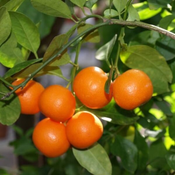 Satsuma Orange Mikan Unshu Mikan Grafted Live Fruit Plant(Height1.5-3Feet) - Image 4