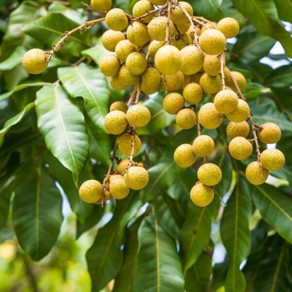 Ping Pong Longan Grafted Live Fruit Plant(Height1.5-3Feet) - Image 3