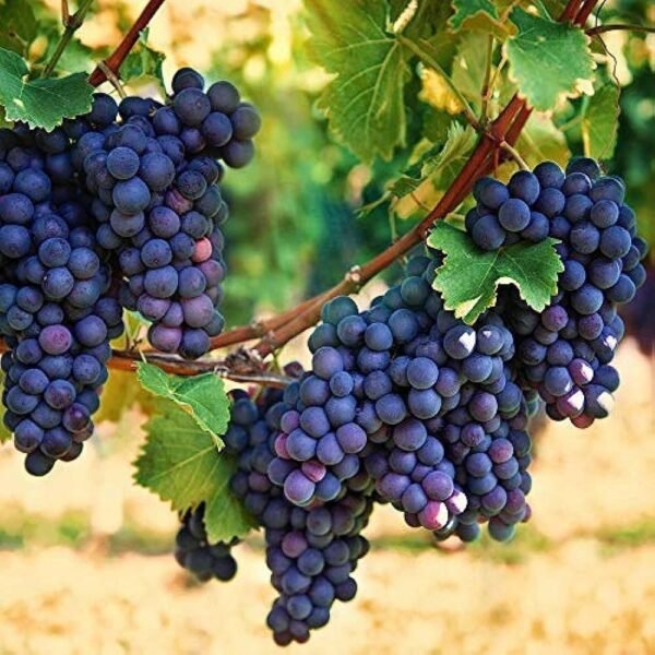 Black Grapes Kala Angoor Grafted Live Fruit Plant(Height1.5-3Feet) - Image 2