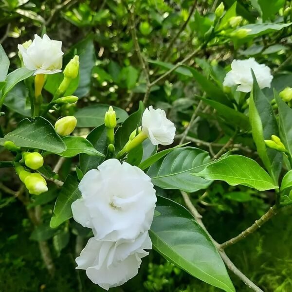 Double Tagar Chandni Grafted Live Flower Plant(Height1.5-3Feet) - Image 4