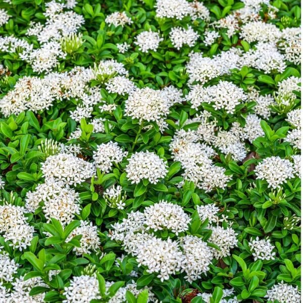 White Rangan Ixora Rukmini Grafted Live Flower Plant(Height1.5-3Feet) - Image 3