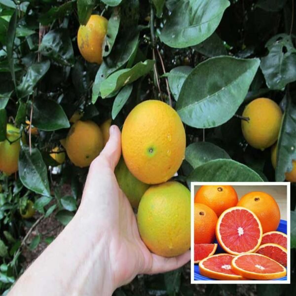 Navel Orange Grafted Live Fruit Plant(Height1.5-3Feet)