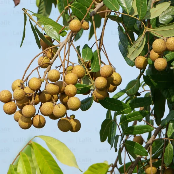 Ping Pong Longan Grafted Live Fruit Plant(Height1.5-3Feet) - Image 4