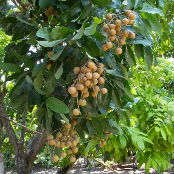 Ping Pong Longan Grafted Live Fruit Plant(Height1.5-3Feet) - Image 5