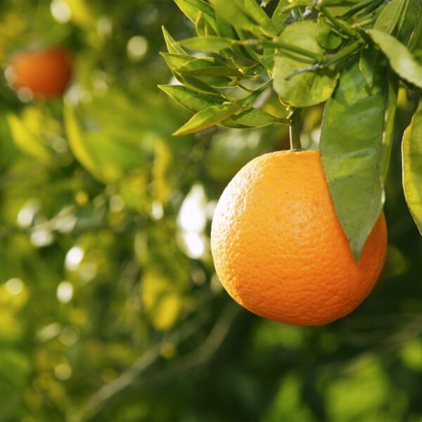 Navel Orange Grafted Live Fruit Plant(Height1.5-3Feet) - Image 4