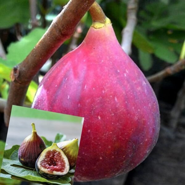 Five Finger Fig Anjeer Grafted Live Fruit Plant(Height1.5-3Feet)