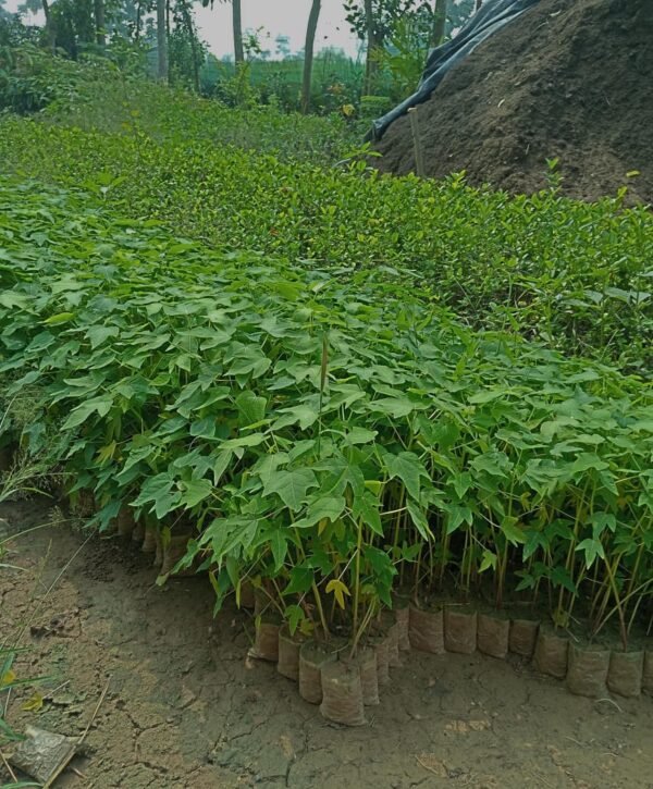 Red Lady Papaya Grafted Live Fruit Plant(Height1.5-3Feet) - Image 5