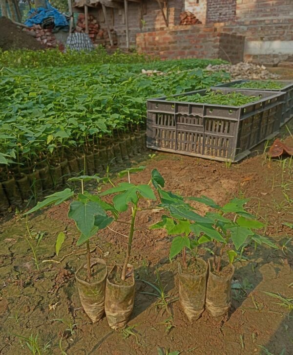 Red Lady Papaya Grafted Live Fruit Plant(Height1.5-3Feet) - Image 4