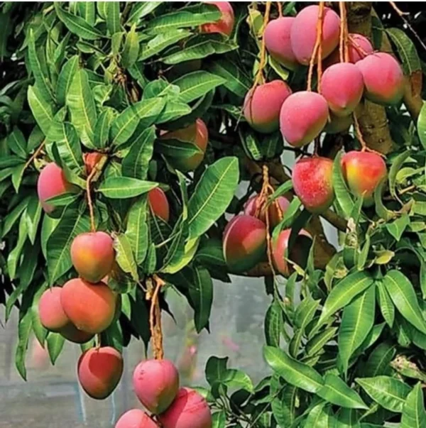 Hong Zhu Mango Grafted Live Fruit Plant(Height1.5-3Feet) - Image 3