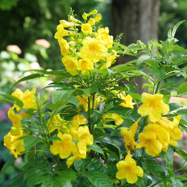 Yellow Tecoma Bignonia Grafted Live Flower Plant(Height1.5-3Feet) - Image 4