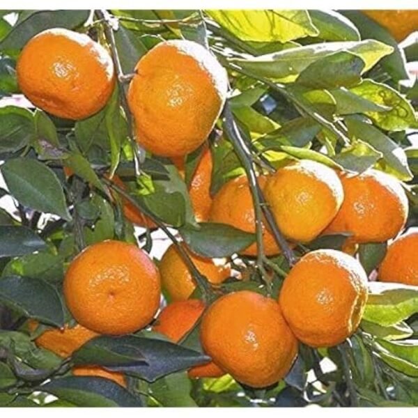 Chatoki Orange Nagpur Gold Grafted Live Fruit Plant(Height1.5-3Feet) - Image 2