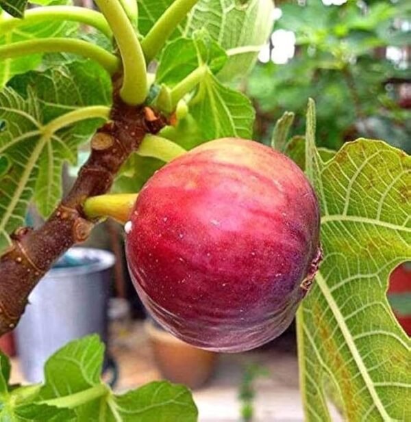 Five Finger Fig Anjeer Grafted Live Fruit Plant(Height1.5-3Feet) - Image 2