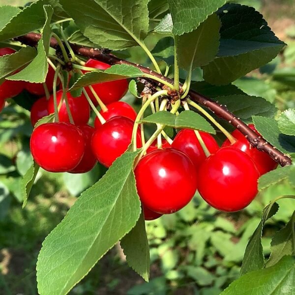 Apple Cherry Malang Cherries Grafted Live Fruit Plant(Height1.5-3Feet) - Image 4